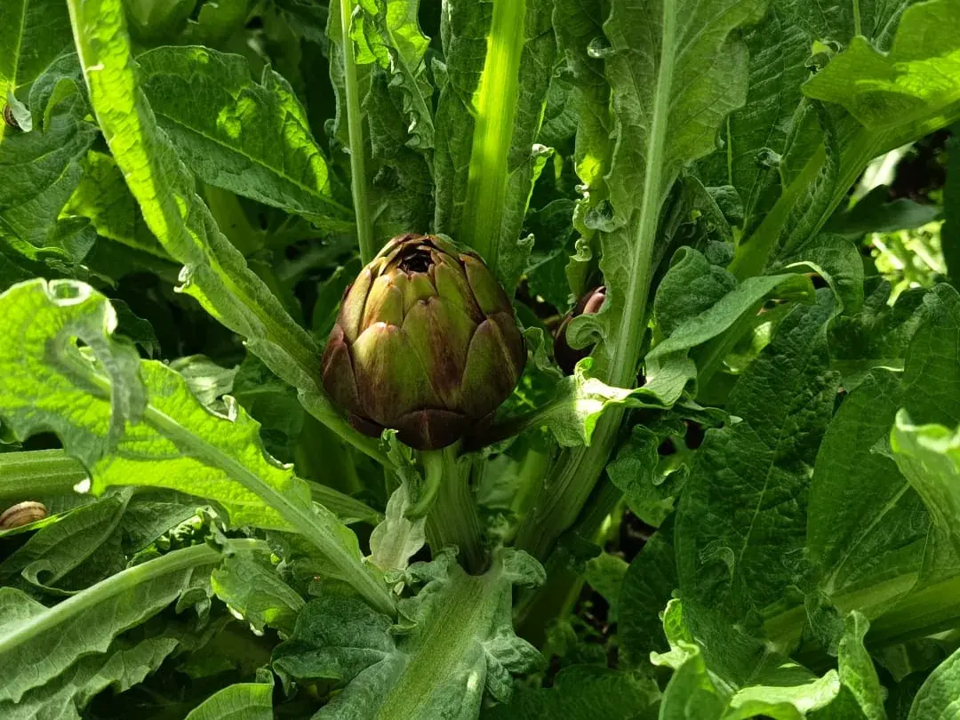 Carciofo violetto sulla pianta, tra le foglie, in campo