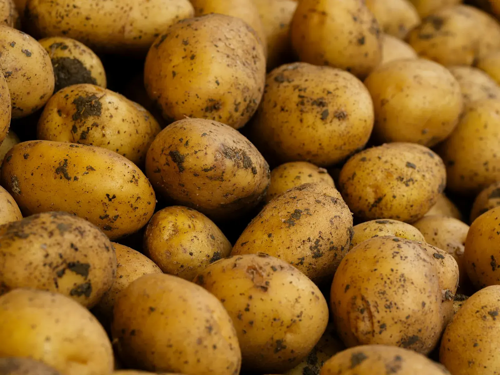 Patate novelle appena raccolte, ancora con la terra